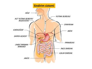 O Allah ki, yaratandır, (en güzel bir biçimde) kusursuzca var edendir, 'şekil ve suret' verendir. En
güzel isimler O'nundur. Göklerde ve yerde olanların tümü O'nu tesbih etmektedir. O, Aziz,
Hakimdir.(Haşr Suresi, 24)
 