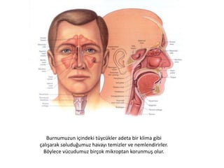 Burun deliklerinin ardındaki alan analitik kimyacılarının
açıklamaya güçlerinin yetmediği olağanüstü duyarlılığa
sahip bir keşif sistemiyle birleşmiş dünyanın en iyi air-
condition (klima) sistemine sahiptir.
John Lenihan, Human Engineering
 