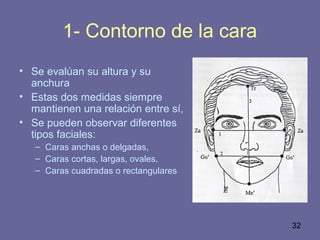 32
1- Contorno de la cara
• Se evalúan su altura y su
anchura
• Estas dos medidas siempre
mantienen una relación entre sí,
• Se pueden observar diferentes
tipos faciales:
– Caras anchas o delgadas,
– Caras cortas, largas, ovales,
– Caras cuadradas o rectangulares
 