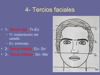 42
4- Tercios faciales
• 1- Tercio sup: Tr-Ec
– Tr: implantación del
cabello
– Ec: entrecejo
• 2- Tercio medio: Ec- Sn
• 3- Tercio inferior: Sn- Me’
 