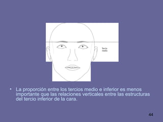 44
• La proporción entre los tercios medio e inferior es menos
importante que las relaciones verticales entre las estructuras
del tercio inferior de la cara.
 