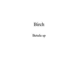 Birch 
Betula sp 
 