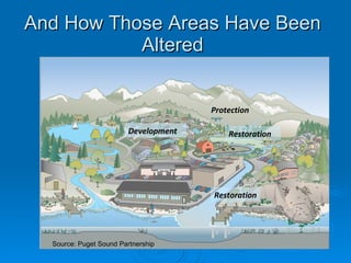 And How Those Areas Have Been Altered Protection Restoration   Development Restoration Source: Puget Sound Partnership 