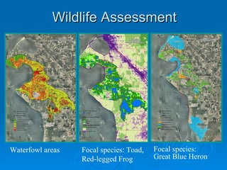 Wildlife Assessment Waterfowl areas Focal species:  Great Blue Heron Focal species: Toad, Red-legged Frog 