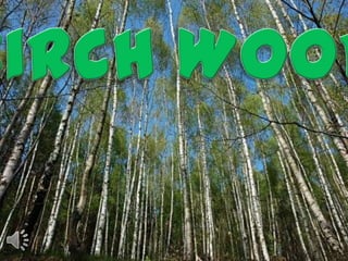 Birch wood (v.m.)