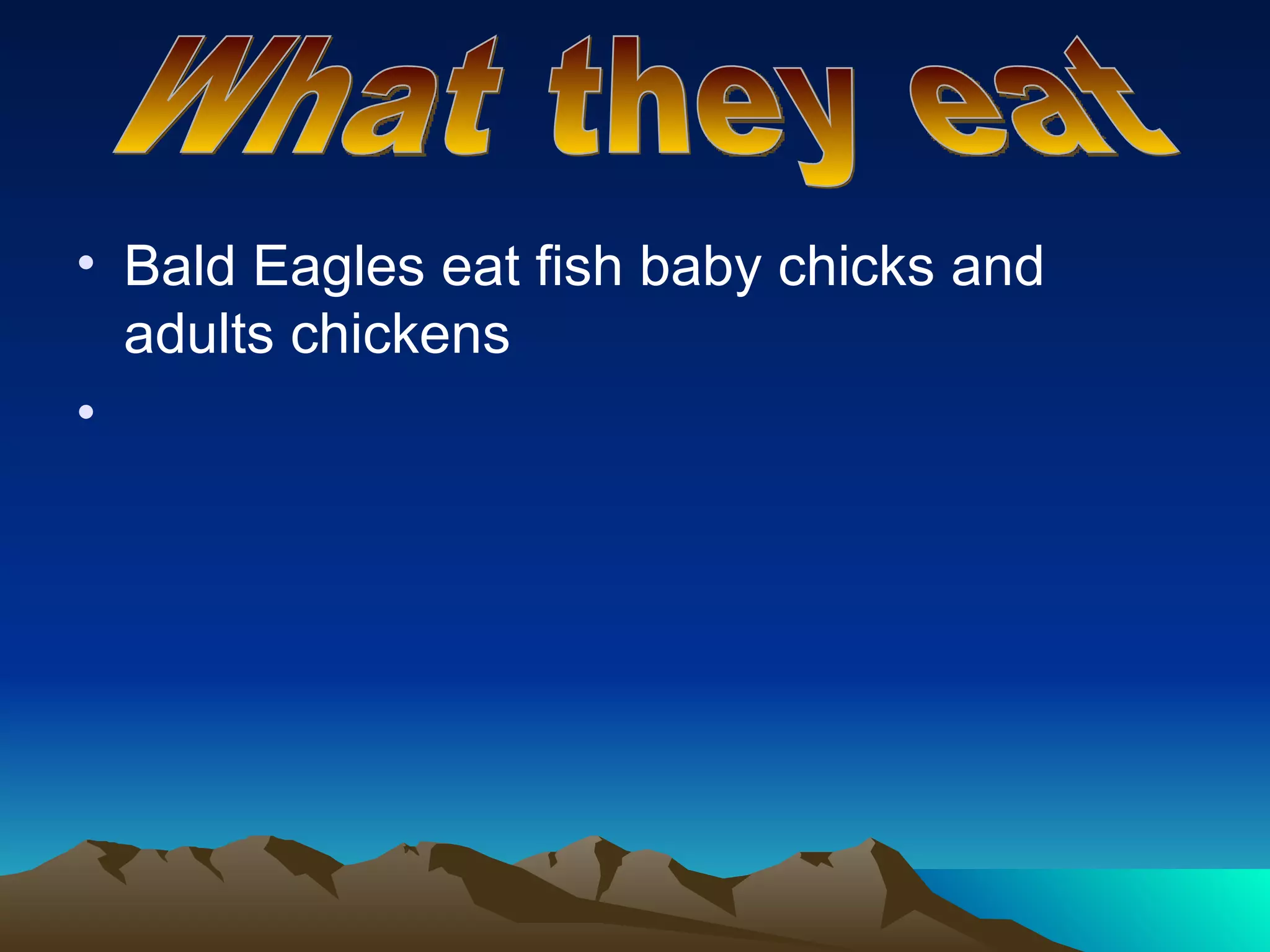 Bald Eagles eat fish baby chicks and adults chickens What they eat 