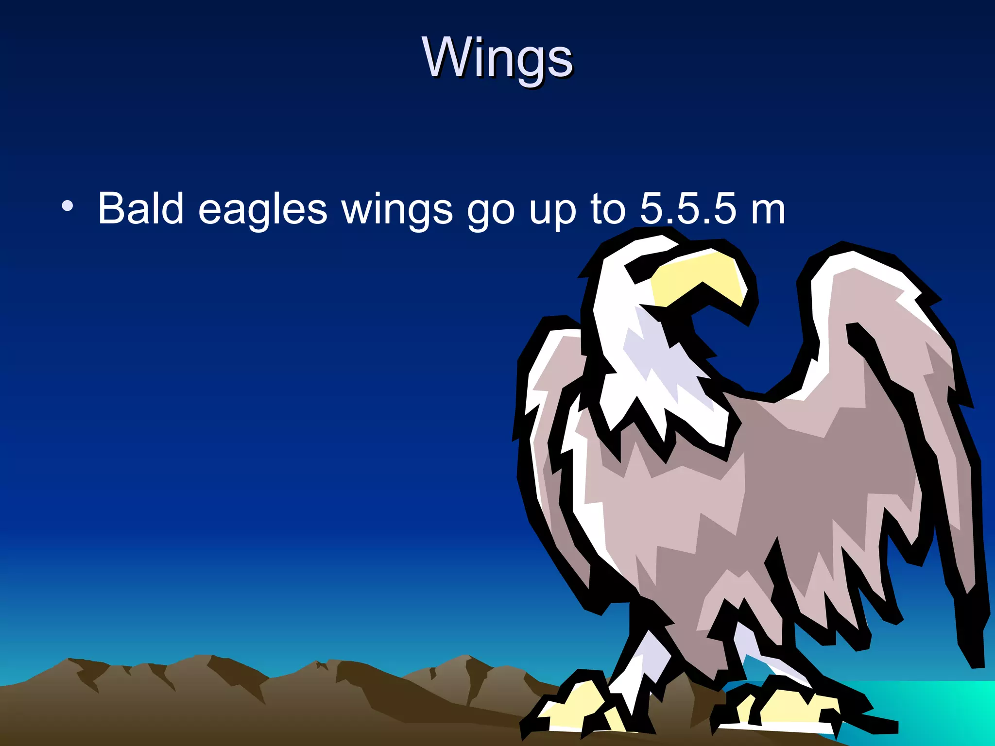 Wings Bald eagles wings go up to 5.5.5 m 