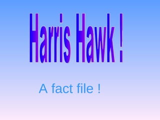 Harris Hawk ! A fact file ! 