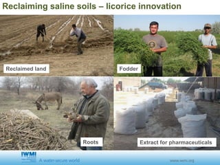 FodderReclaimed land
Roots Extract for pharmaceuticals
Reclaiming saline soils – licorice innovation
 