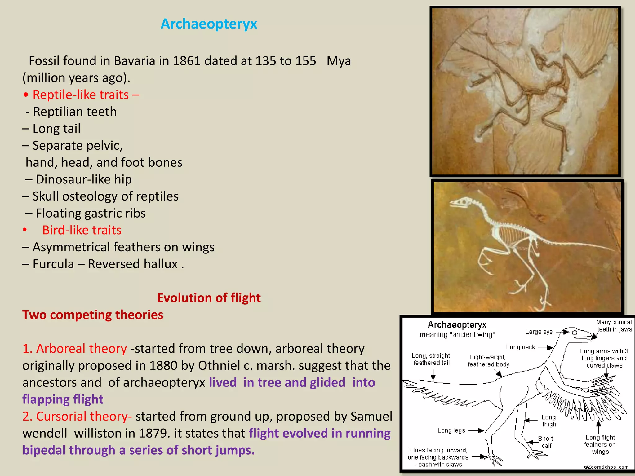 Birds are glorified reptiles, Archaeopteryx, compare Archaeopteryx and