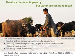 Livestock: demand is growing,
but water use can be reduced
Can reduce water use by:
• Feeding with agricultural by-products and crop residues
• Selecting and breeding crops and forages that use water efficiently
• Closing crop yield gaps
• Increasing animal productivity
e.g. dairy buffalo – reduced water use by more than 75%: from 2350 to 548 litres
Photo: Faseeh Shams / IWMI
 