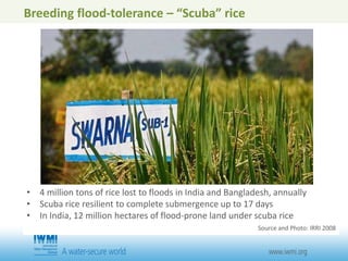 Breeding flood-tolerance – “Scuba” rice
• 4 million tons of rice lost to floods in India and Bangladesh, annually
• Scuba rice resilient to complete submergence up to 17 days
• In India, 12 million hectares of flood-prone land under scuba rice
Source and Photo: IRRI 2008
 