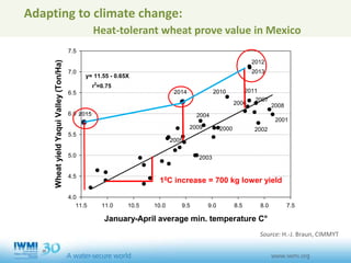 January-April average min. temperature C°
7.58.08.59.09.510.010.511.011.5
WheatyieldYaquiValley(Ton/Ha)
4.0
4.5
5.0
5.5
6.0
6.5
7.0
7.5
2010 2011
2006
2007
2002
2008
2000
2004
2005
2003
2001
2012
2009
2013
y= 11.55 - 0.65X
r2
=0.75
Adapting to climate change:
Heat-tolerant wheat prove value in Mexico
10C increase = 700 kg lower yield
2014
Source: H.-J. Braun, CIMMYT
2015
 