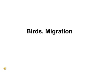 Birds. Migration
 
