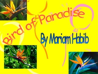 Bird of Paradise By Mariam Habib 
