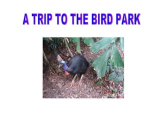 A TRIP TO THE BIRD PARK 