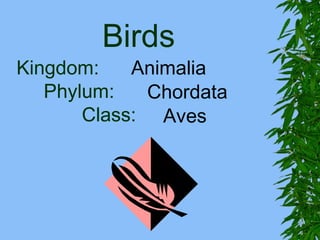 Birds
Kingdom:    Animalia
   Phylum:   Chordata
       Class: Aves
 