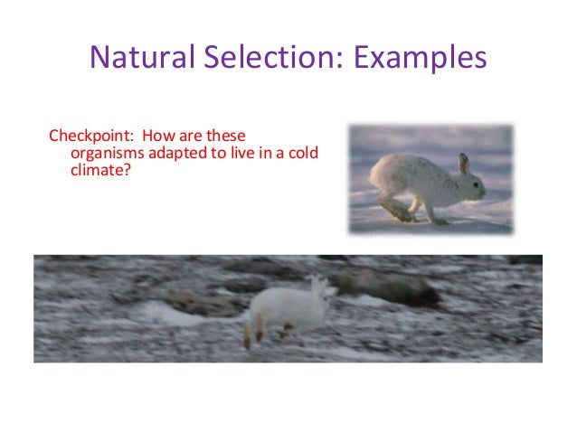 Difference Between Evolution Adaptation And Natural Selection Difference Between Evolution Adaptation And Natural Selection
