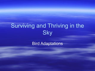 Surviving and Thriving in the
Sky
Bird Adaptations
 