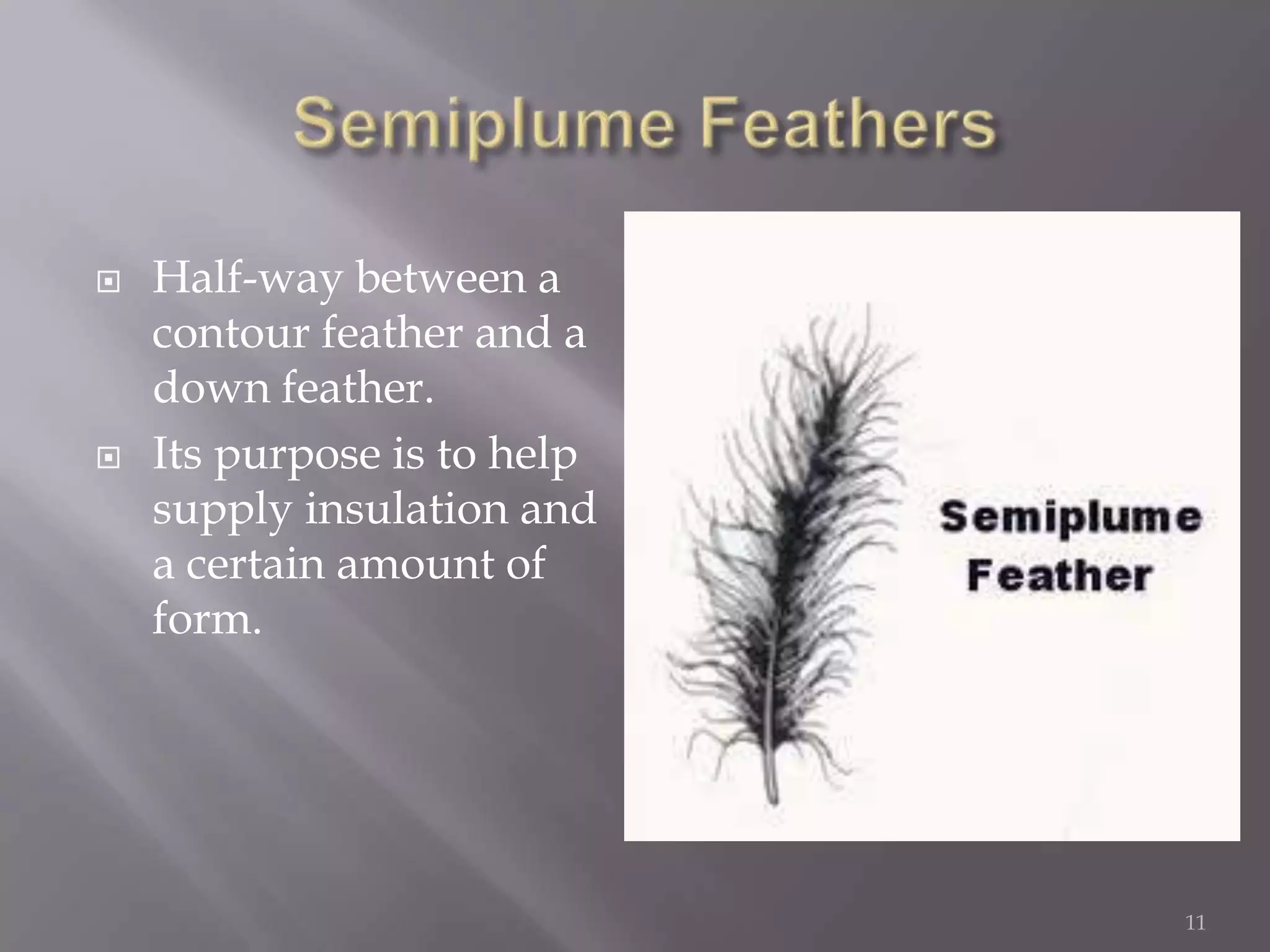 Semiplume FeathersHalf-way between a contour feather and a down feather. Its purpose is to help supply insulation and a certain amount of form.11