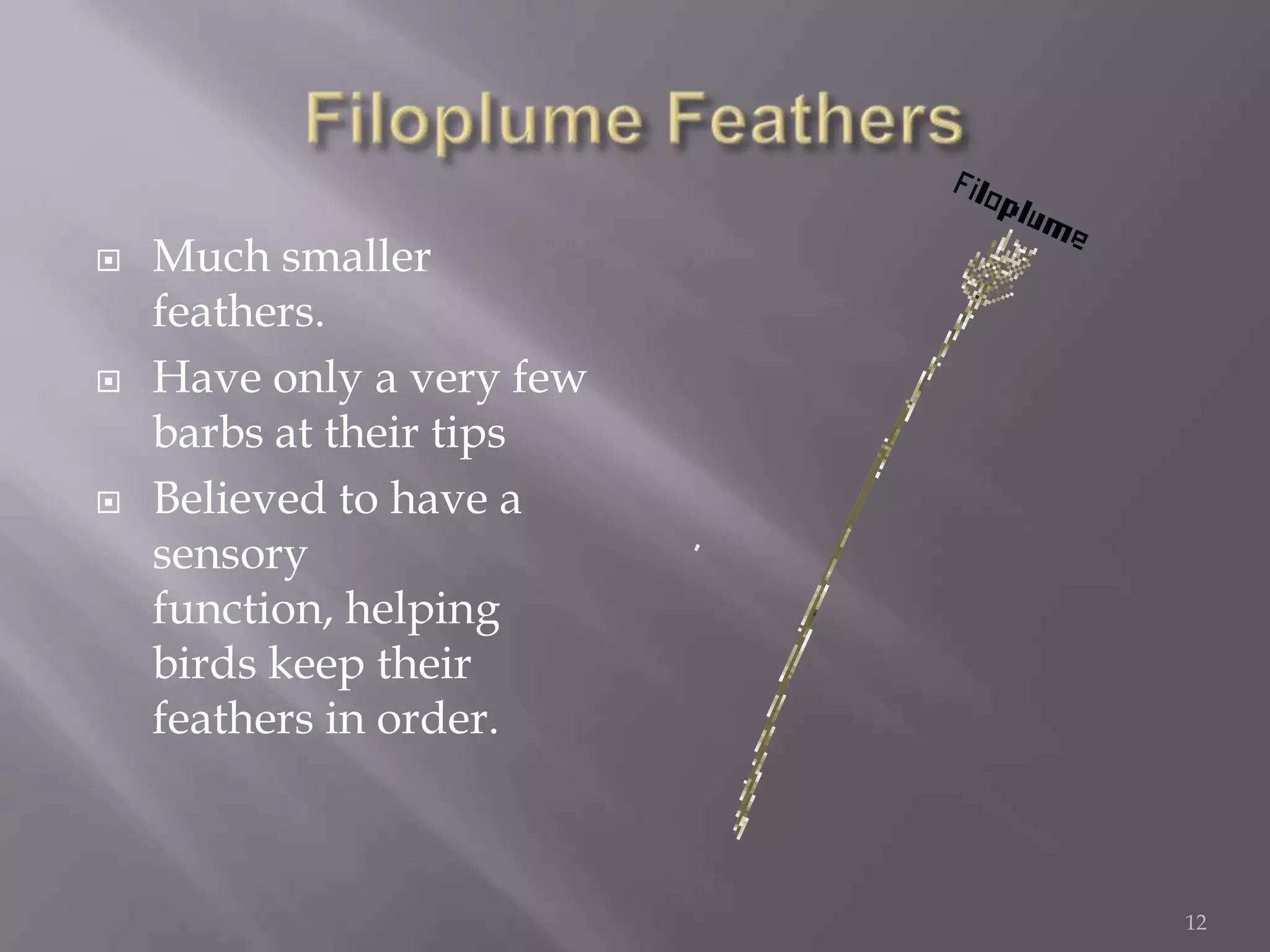 Filoplume FeathersMuch smaller feathers. Have only a very few barbs at their tips Believed to have a sensory function, helping birds keep their feathers in order.12