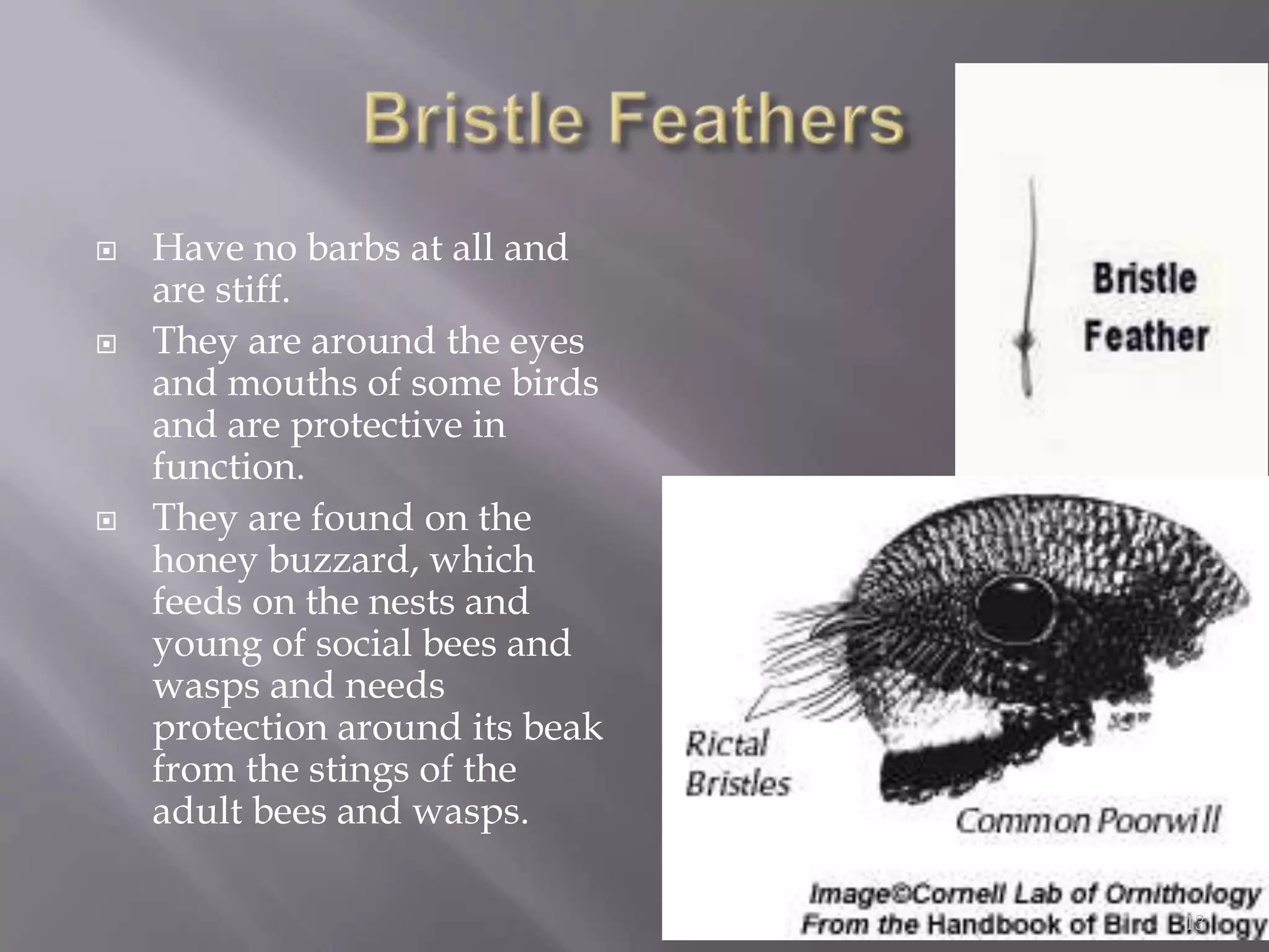 Bristle FeathersHave no barbs at all and are stiff. They are around the eyes and mouths of some birds and are protective in function. They are found on the honey buzzard, which feeds on the nests and young of social bees and wasps and needs protection around its beak from the stings of the adult bees and wasps.13