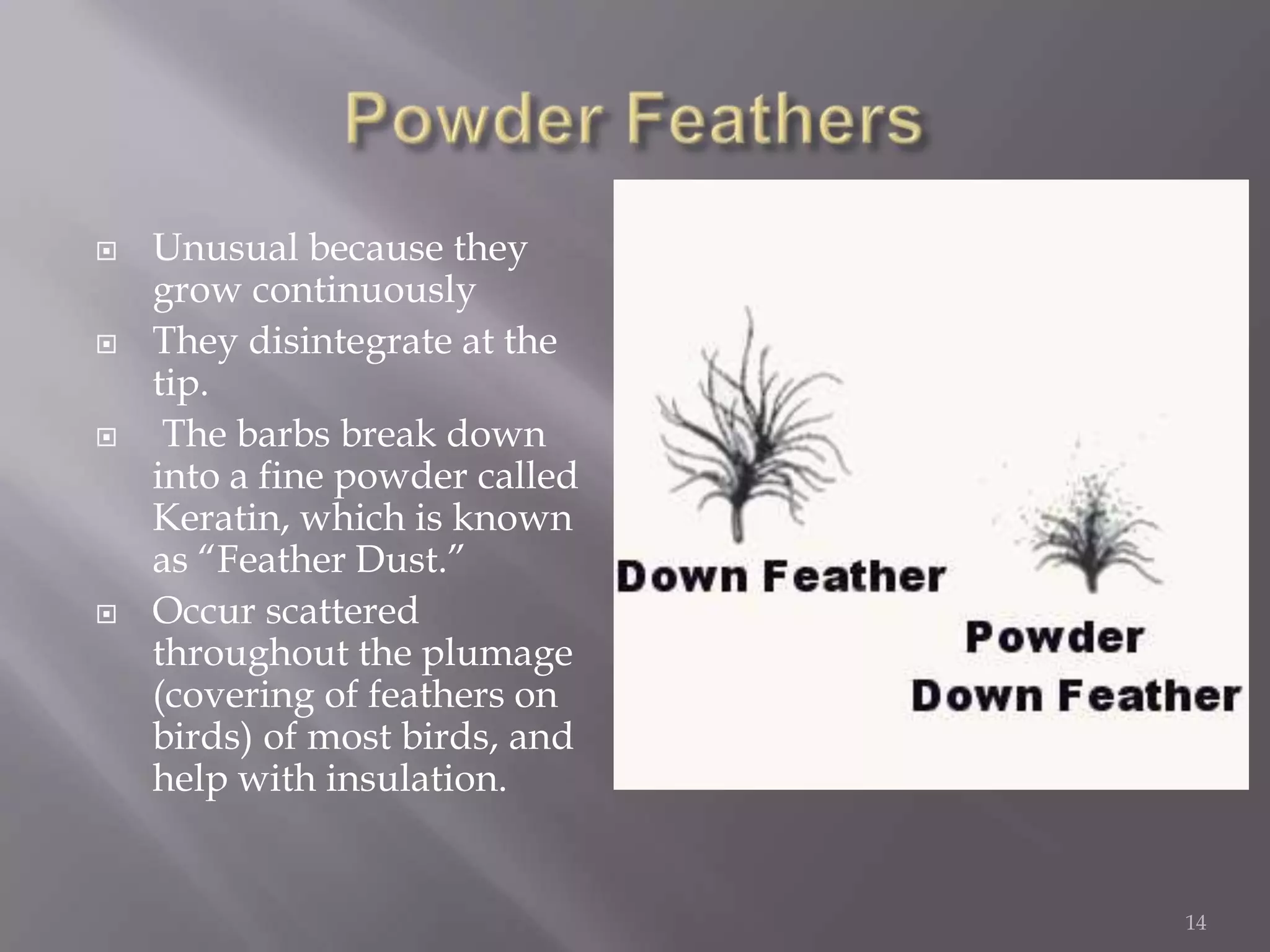 Powder FeathersUnusual because they grow continuously They disintegrate at the tip. The barbs break down into a fine powder called Keratin, which is known as “Feather Dust.”Occur scattered throughout the plumage (covering of feathers on birds) of most birds, and help with insulation.14