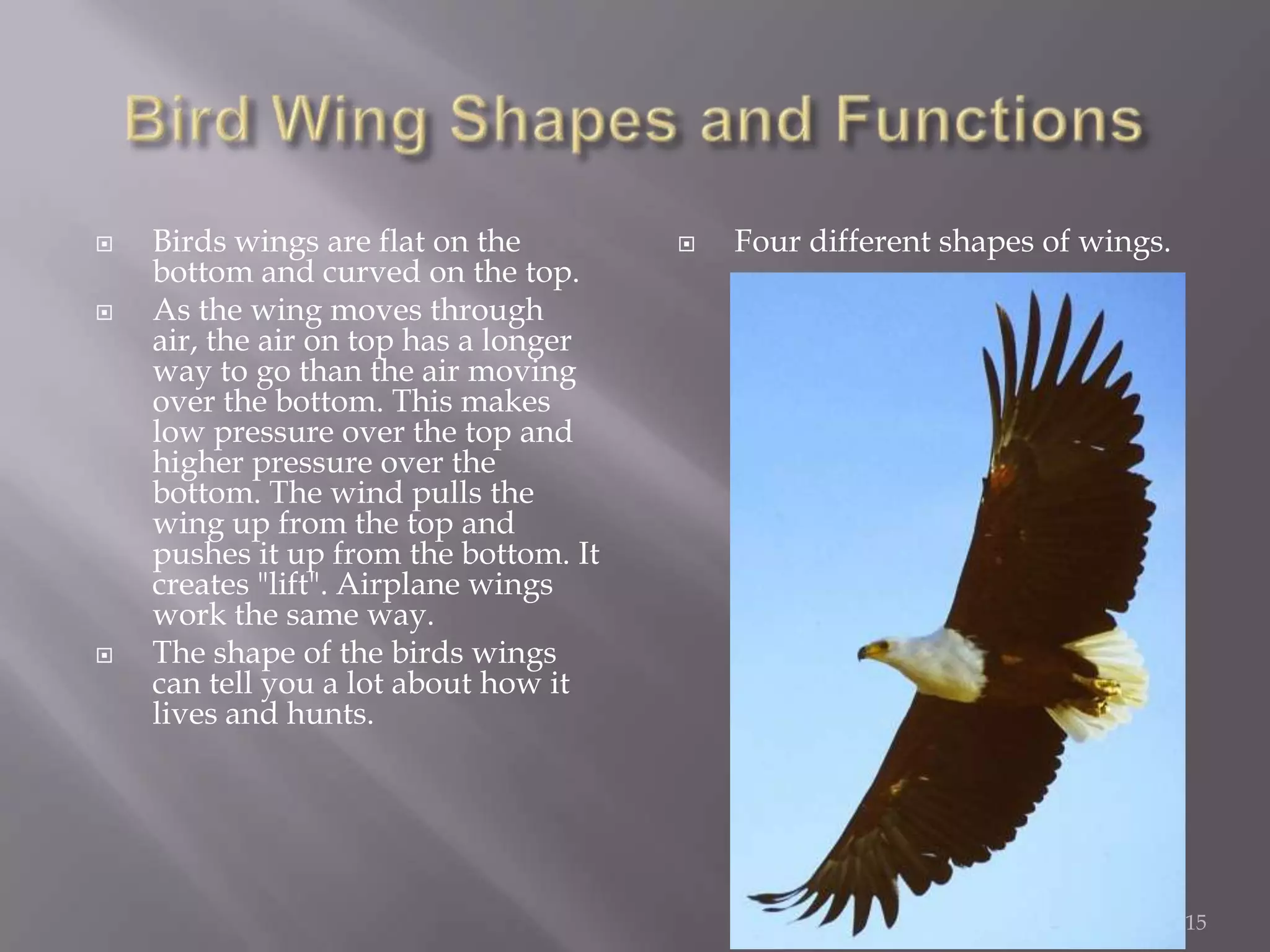 Bird Wing Shapes and FunctionsBirds wings are flat on the bottom and curved on the top. As the wing moves through air, the air on top has a longer way to go than the air moving over the bottom. This makes low pressure over the top and higher pressure over the bottom. The wind pulls the wing up from the top and pushes it up from the bottom. It creates "lift". Airplane wings work the same way.The shape of the birds wings can tell you a lot about how it lives and hunts.Four different shapes of wings.15
