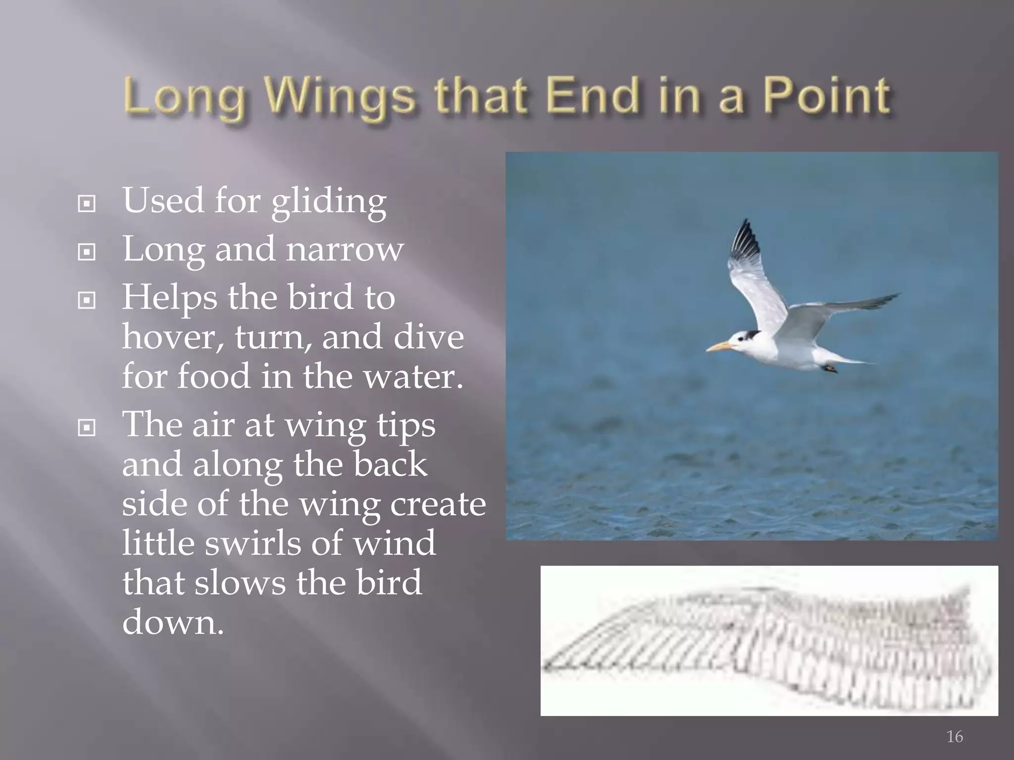 Long Wings that End in a PointUsed for glidingLong and narrowHelps the bird to hover, turn, and dive for food in the water.The air at wing tips and along the back side of the wing create little swirls of wind that slows the bird down.16