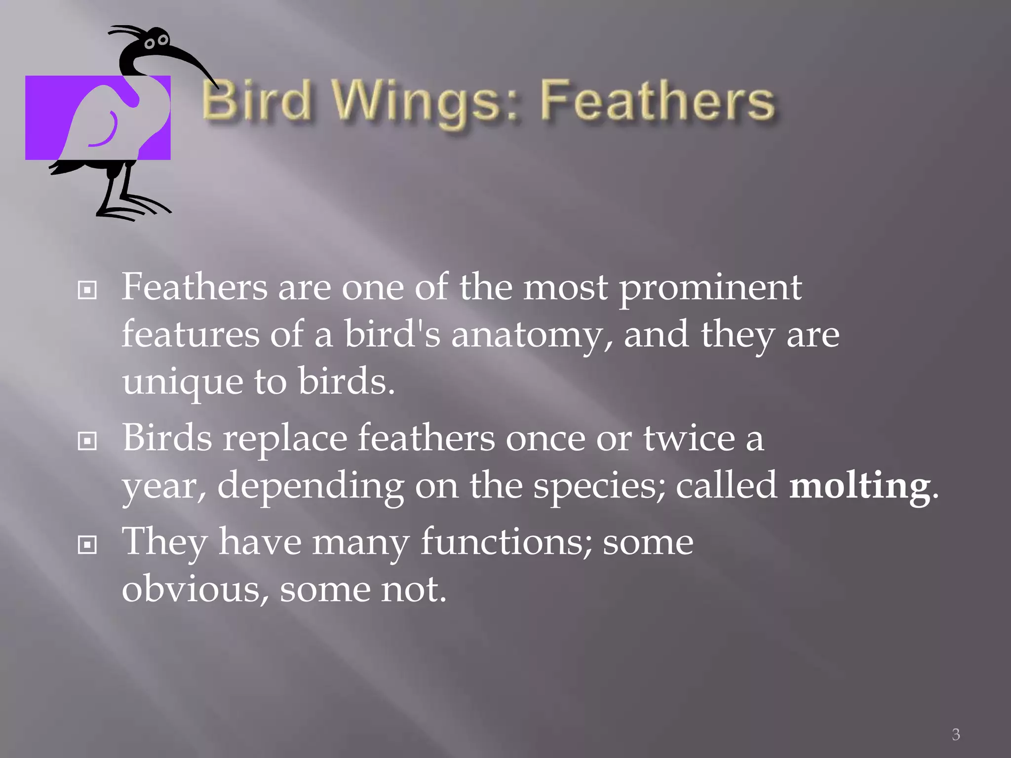 Bird Wings: FeathersFeathers are one of the most prominent features of a bird's anatomy, and they are unique to birds.Birds replace feathers once or twice a year, depending on the species; called molting.They have many functions; some obvious, some not.3