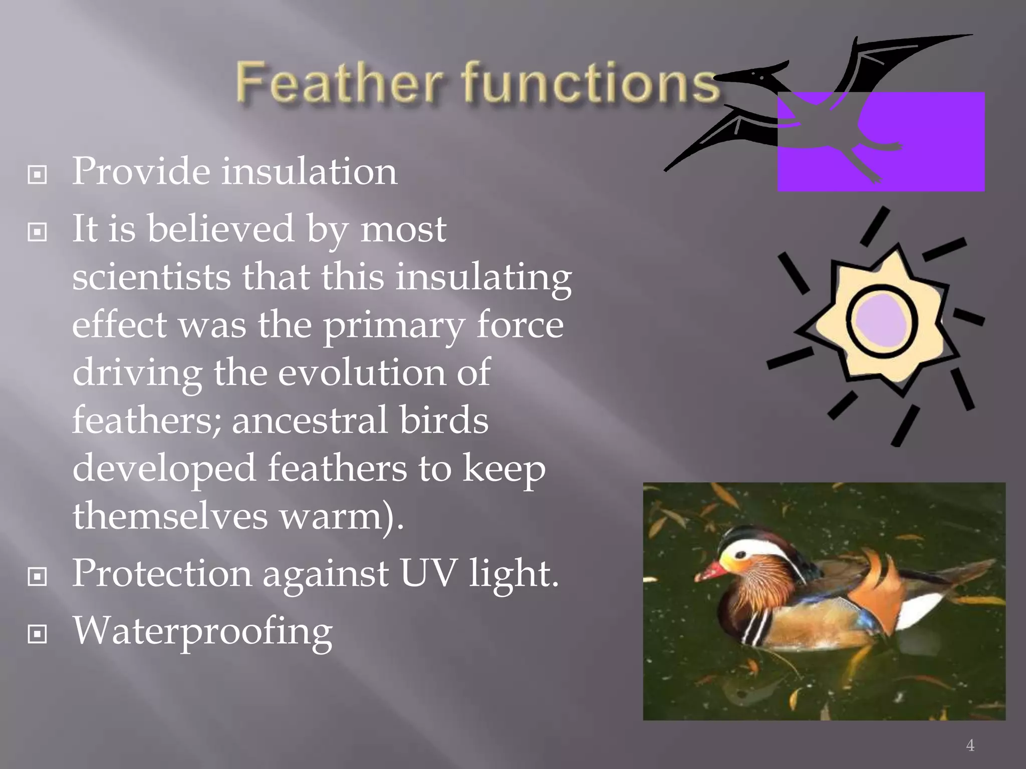 Feather functionsProvide insulation It is believed by most scientists that this insulating effect was the primary force driving the evolution of feathers; ancestral birds developed feathers to keep themselves warm).Protection against UV light.Waterproofing4