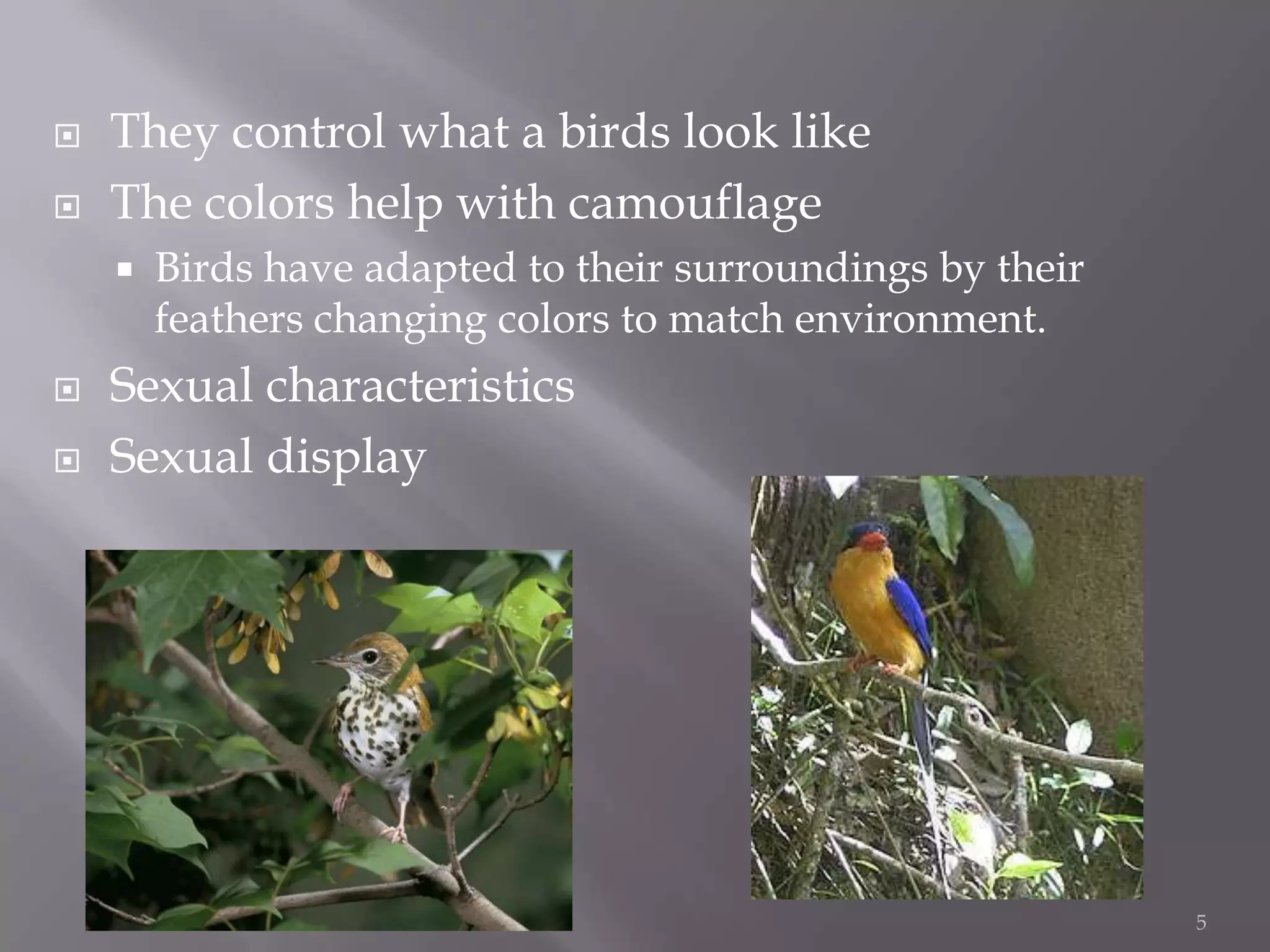They control what a birds look like The colors help with camouflageBirds have adapted to their surroundings by their feathers changing colors to match environment.Sexual characteristicsSexual display5