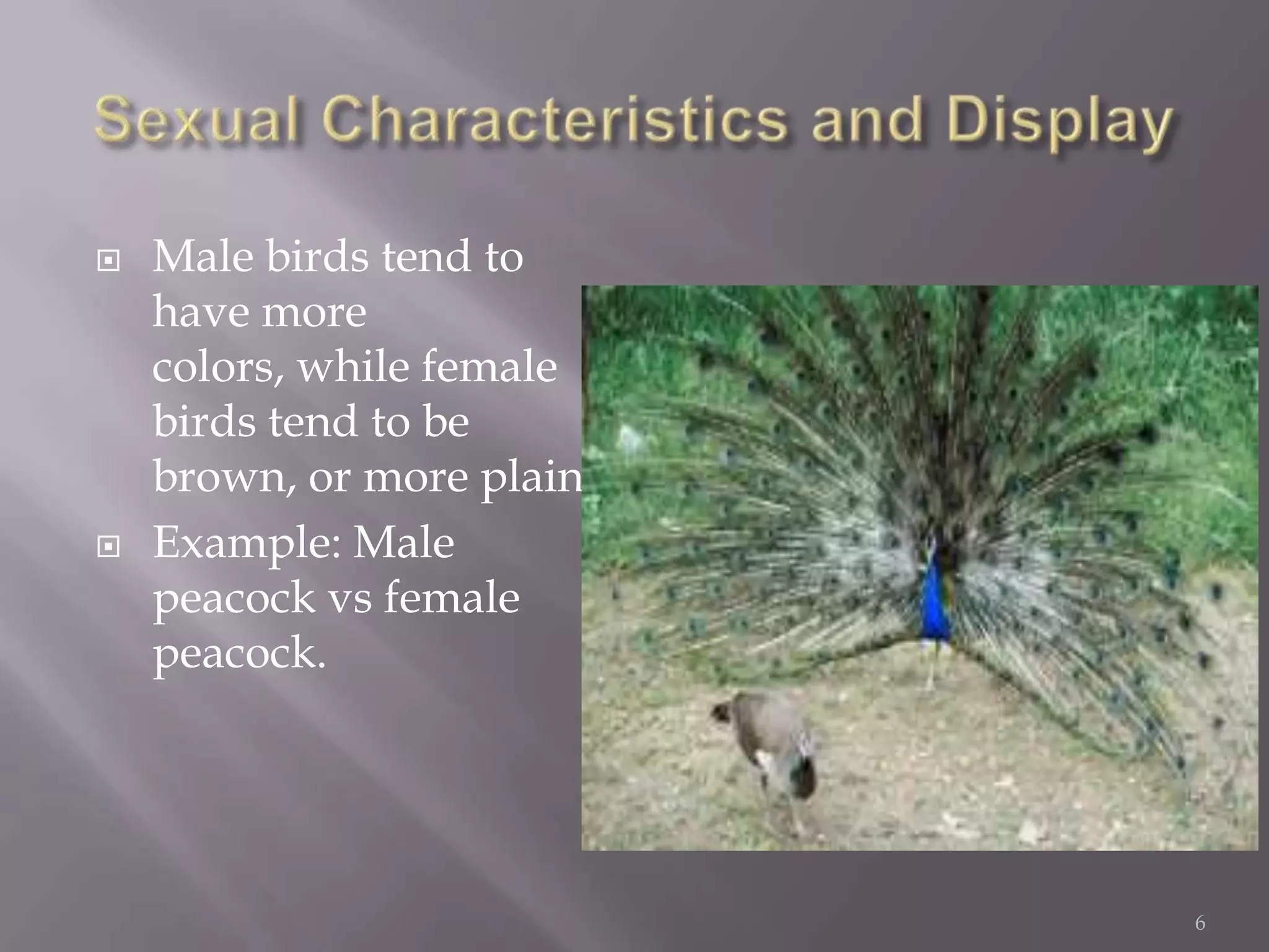 Sexual Characteristics and Display Male birds tend to have more colors, while female birds tend to be brown, or more plain.Example: Male peacock vs female peacock.6