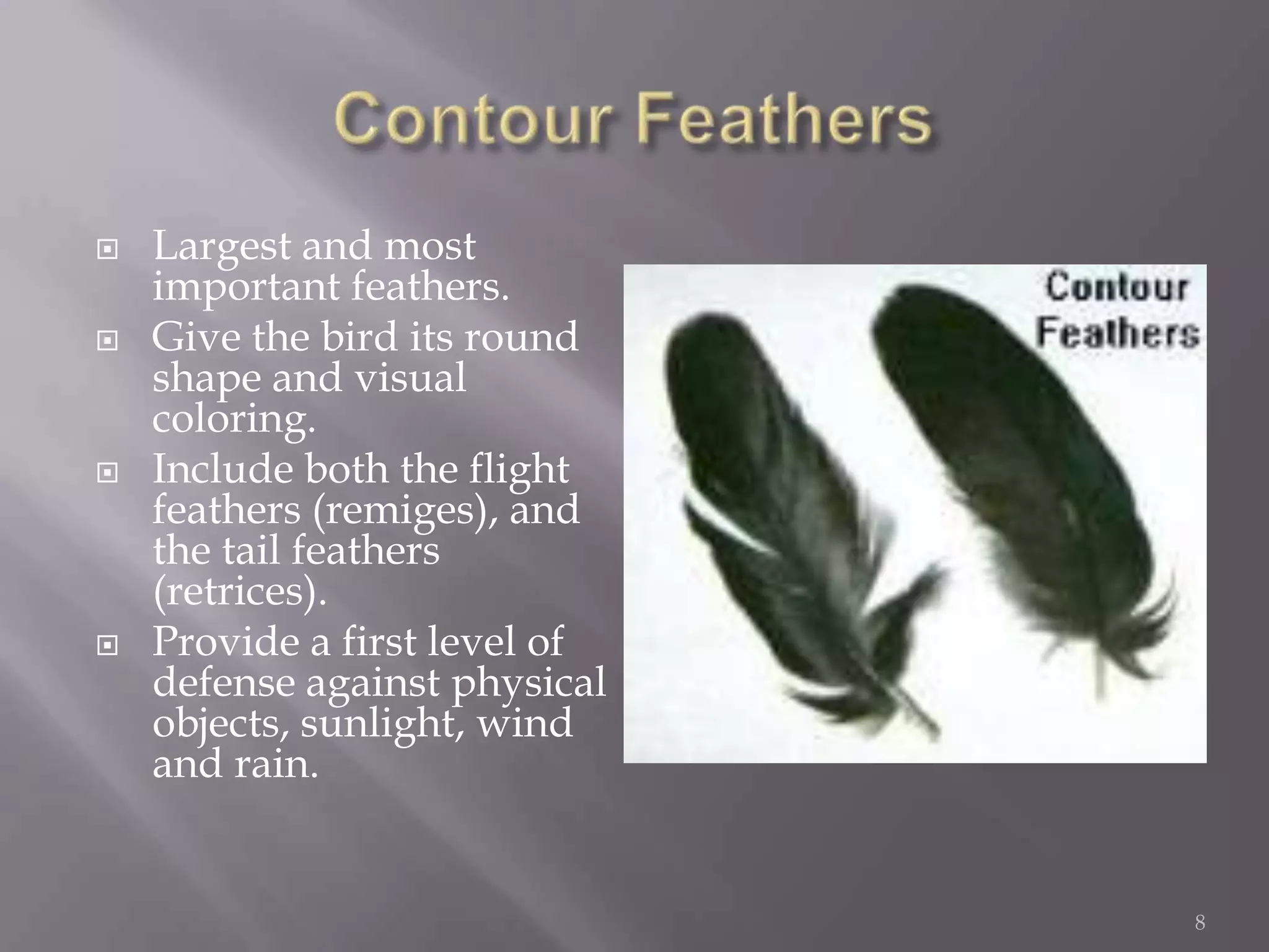 Contour FeathersLargest and most important feathers.Give the bird its round shape and visual coloring. Include both the flight feathers (remiges), and the tail feathers (retrices).Provide a first level of defense against physical objects, sunlight, wind and rain.8