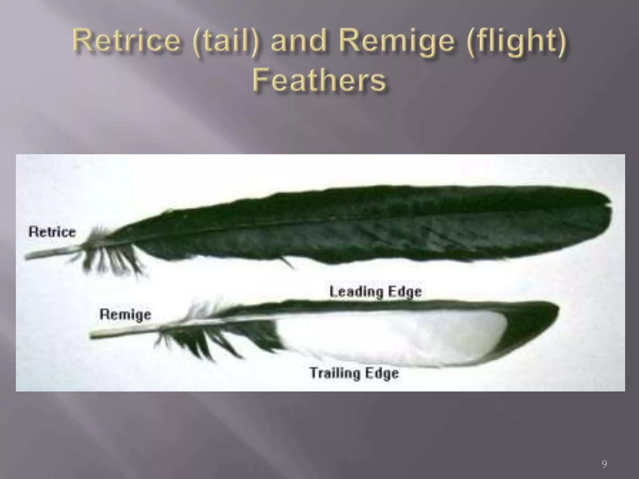 Retrice (tail) and Remige (flight) Feathers9