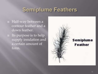 Semiplume FeathersHalf-way between a contour feather and a down feather. Its purpose is to help supply insulation and a certain amount of form.11