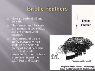 Bristle FeathersHave no barbs at all and are stiff. They are around the eyes and mouths of some birds and are protective in function. They are found on the honey buzzard, which feeds on the nests and young of social bees and wasps and needs protection around its beak from the stings of the adult bees and wasps.13