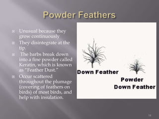 Powder FeathersUnusual because they grow continuously They disintegrate at the tip. The barbs break down into a fine powder called Keratin, which is known as “Feather Dust.”Occur scattered throughout the plumage (covering of feathers on birds) of most birds, and help with insulation.14