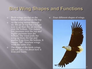 Bird Wing Shapes and FunctionsBirds wings are flat on the bottom and curved on the top. As the wing moves through air, the air on top has a longer way to go than the air moving over the bottom. This makes low pressure over the top and higher pressure over the bottom. The wind pulls the wing up from the top and pushes it up from the bottom. It creates "lift". Airplane wings work the same way.The shape of the birds wings can tell you a lot about how it lives and hunts.Four different shapes of wings.15