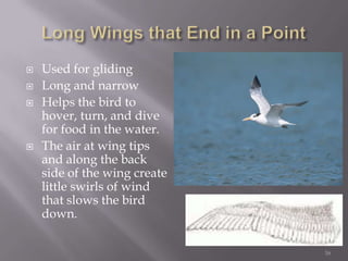 Long Wings that End in a PointUsed for glidingLong and narrowHelps the bird to hover, turn, and dive for food in the water.The air at wing tips and along the back side of the wing create little swirls of wind that slows the bird down.16