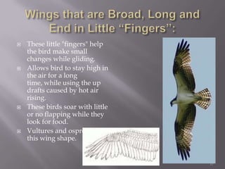 Wings that are Broad, Long and End in Little “Fingers”:These little "fingers" help the bird make small changes while gliding. Allows bird to stay high in the air for a long time, while using the up drafts caused by hot air rising. These birds soar with little or no flapping while they look for food. Vultures and osprey have this wing shape.17