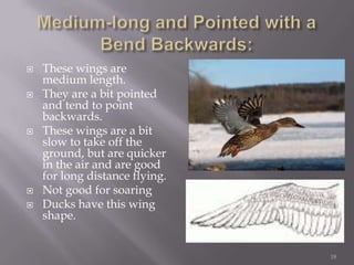 Medium-long and Pointed with a Bend Backwards:These wings are medium length. They are a bit pointed and tend to point backwards. These wings are a bit slow to take off the ground, but are quicker in the air and are good for long distance flying. Not good for soaringDucks have this wing shape.18