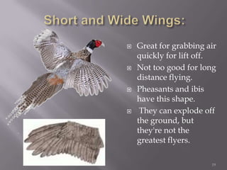 Short and Wide Wings:Great for grabbing air quickly for lift off.Not too good for long distance flying. Pheasants and ibis have this shape. They can explode off the ground, but they're not the greatest flyers.19