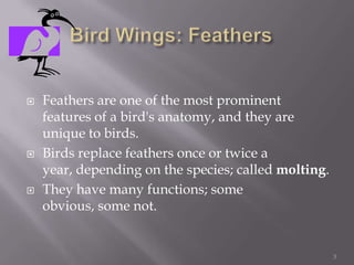 Bird Wings: FeathersFeathers are one of the most prominent features of a bird's anatomy, and they are unique to birds.Birds replace feathers once or twice a year, depending on the species; called molting.They have many functions; some obvious, some not.3