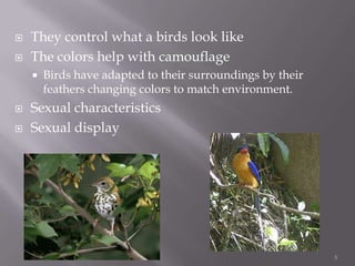 They control what a birds look like The colors help with camouflageBirds have adapted to their surroundings by their feathers changing colors to match environment.Sexual characteristicsSexual display5