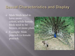 Sexual Characteristics and Display Male birds tend to have more colors, while female birds tend to be brown, or more plain.Example: Male peacock vs female peacock.6