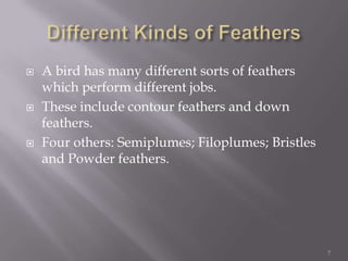 Different Kinds of FeathersA bird has many different sorts of feathers which perform different jobs.These include contour feathers and down feathers.Four others: Semiplumes; Filoplumes; Bristles and Powder feathers.7