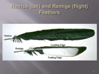 Retrice (tail) and Remige (flight) Feathers9