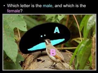 • Which letter is the male, and which is the
female?
 