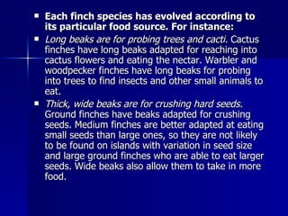 Each finch species has evolved according to its particular food source. For instance: Long beaks are for probing trees and cacti.  Cactus finches have long beaks adapted for reaching into cactus flowers and eating the nectar. Warbler and woodpecker finches have long beaks for probing into trees to find insects and other small animals to eat.  Thick, wide beaks are for crushing hard seeds.  Ground finches have beaks adapted for crushing seeds. Medium finches are better adapted at eating small seeds than large ones, so they are not likely to be found on islands with variation in seed size and large ground finches who are able to eat larger seeds. Wide beaks also allow them to take in more food.  